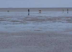Am Hundestrand